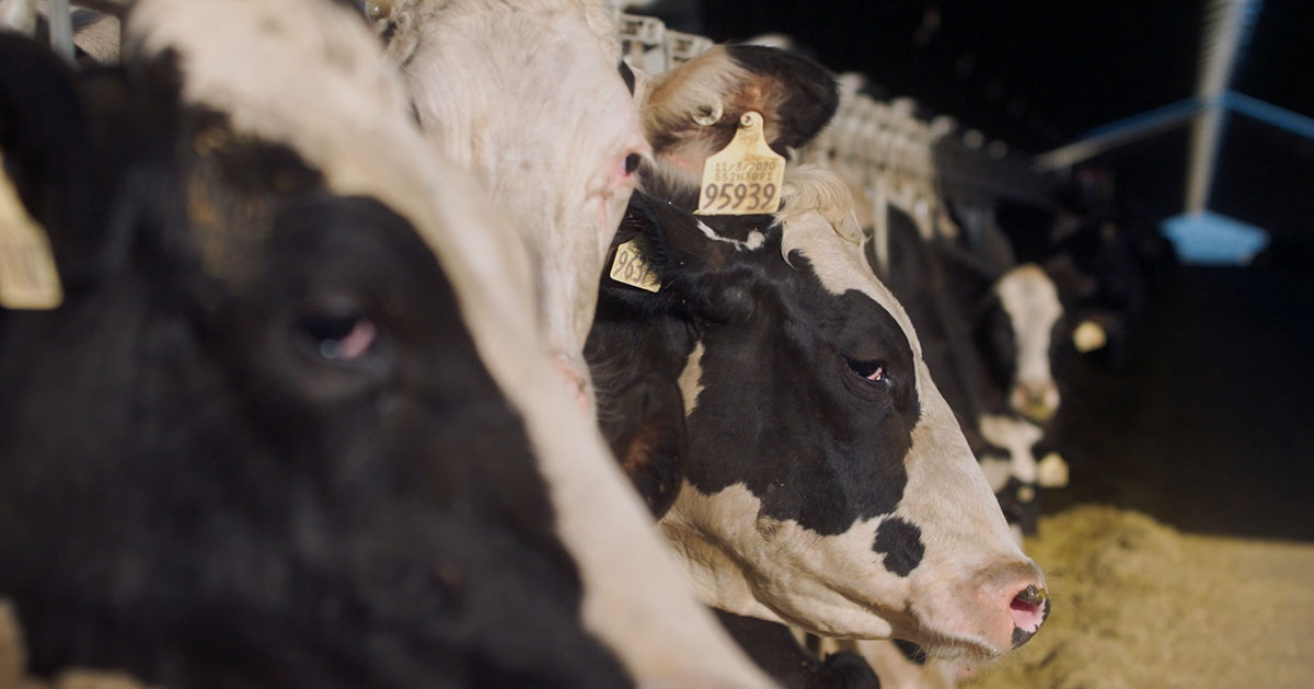 Cows and Biogas